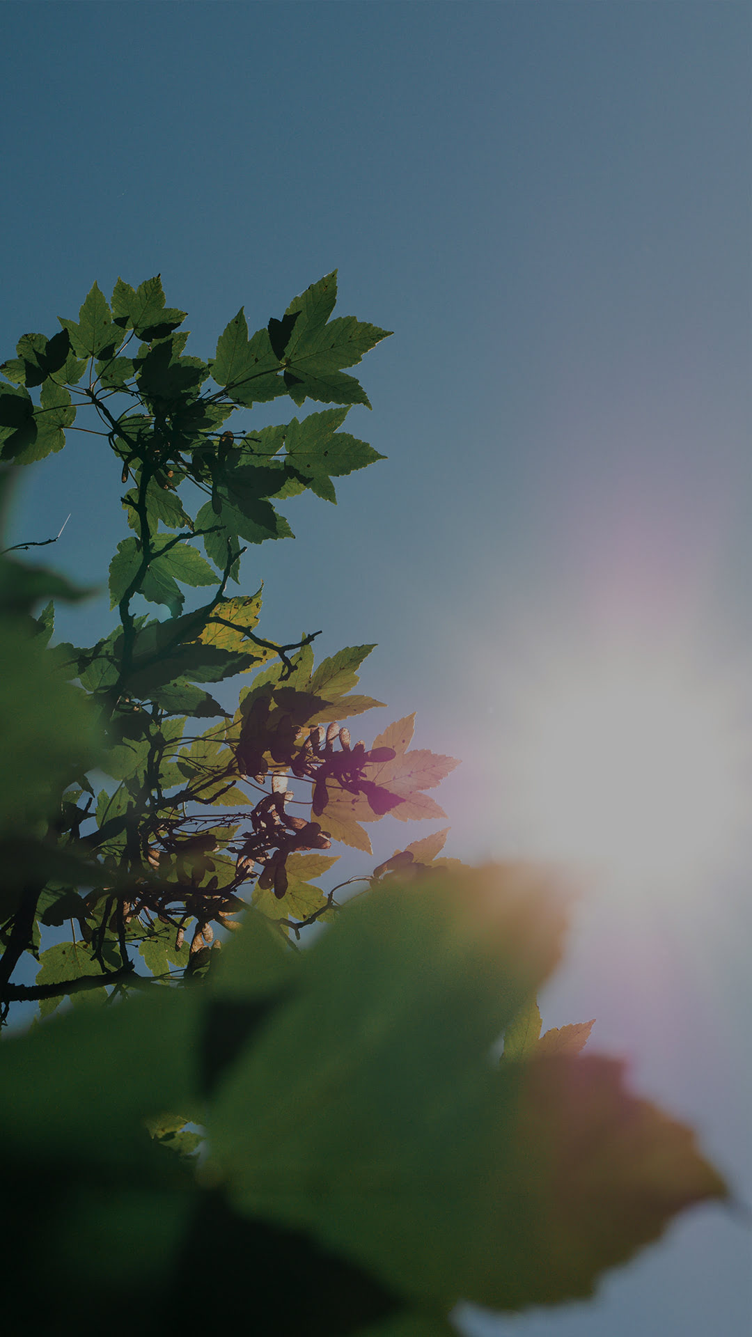 Home background menù